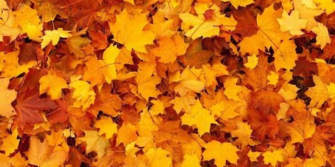 Herbstliches Laub Herbstliches Laub