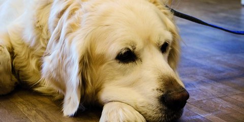 Blindenführhund liegt am Boden