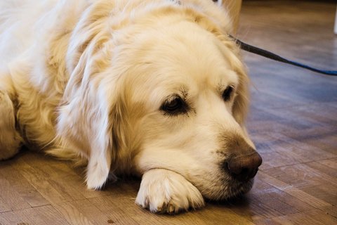 Blindenhund weiß ruht am Fußboden