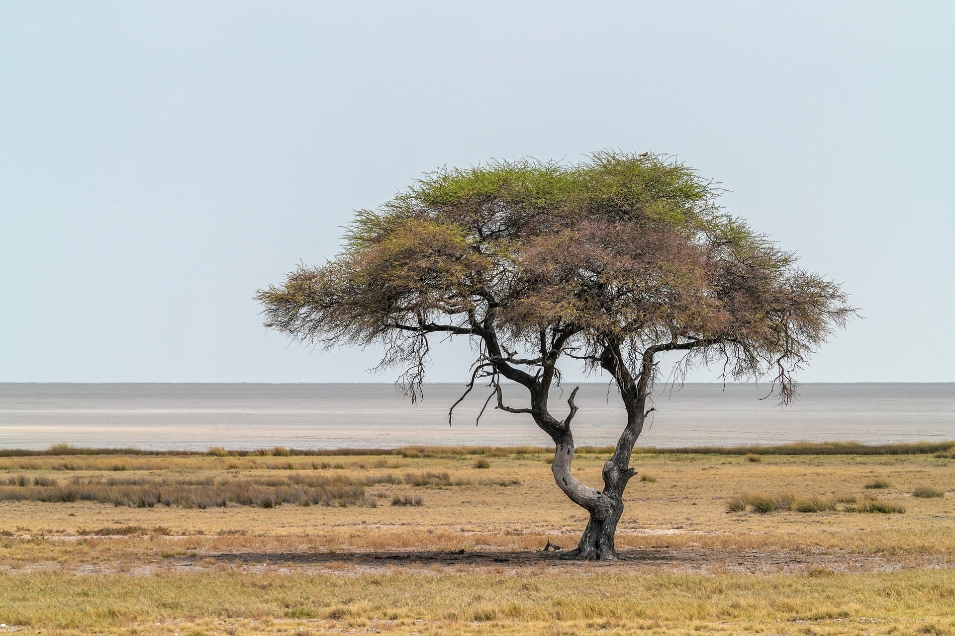 Typischer Baum in Savanne Afrikas