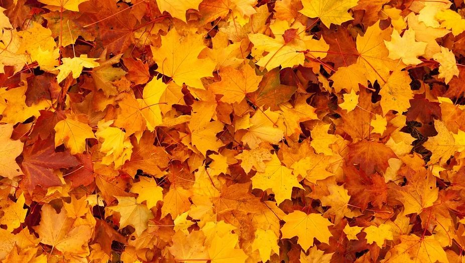 Herbstliches Laub