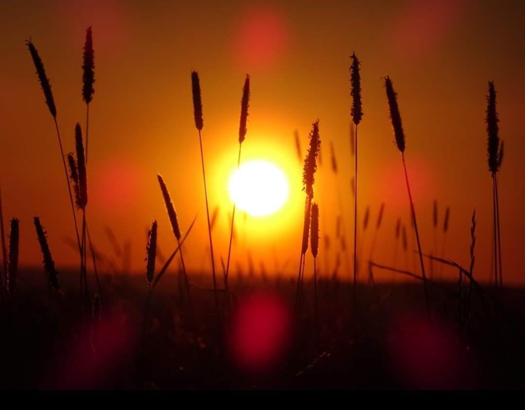 Sonnenuntergang hinter Feld